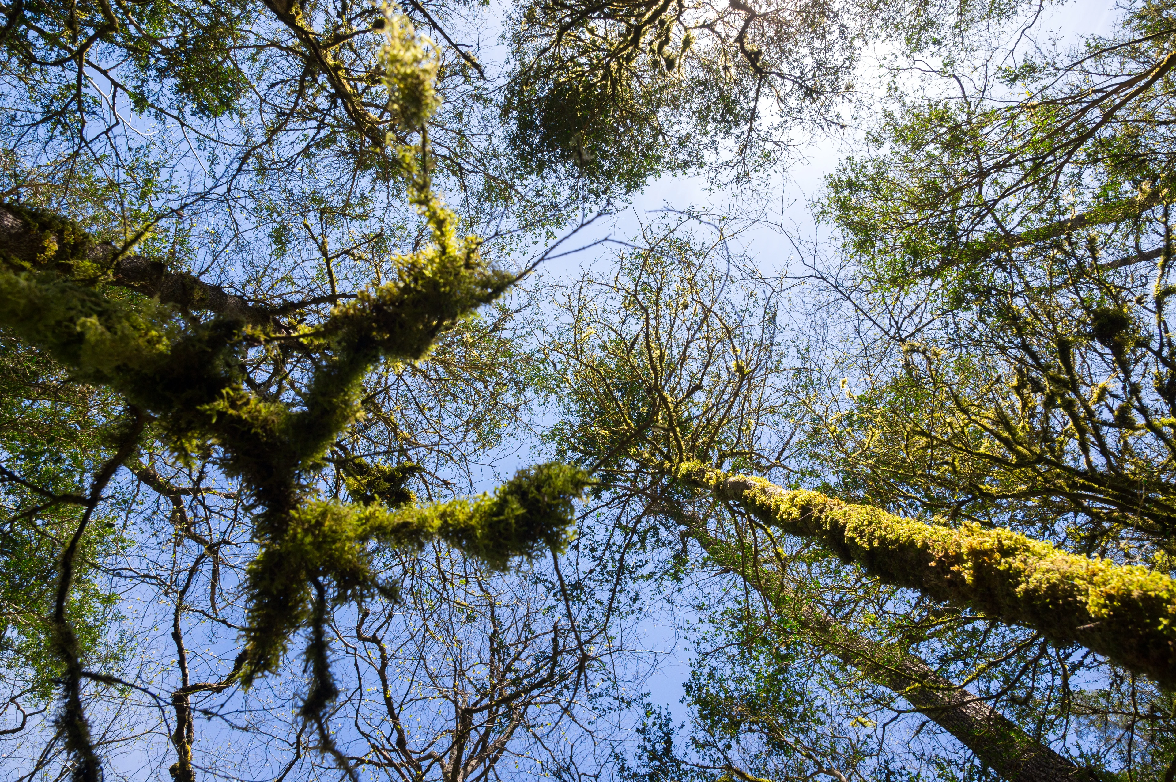 Forest canopy; illustrative stock photograph
