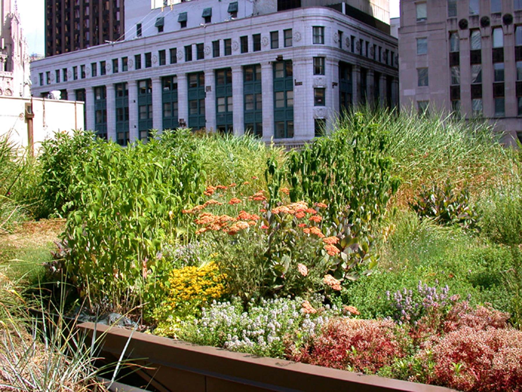 Green roof; illustrative stock photograph