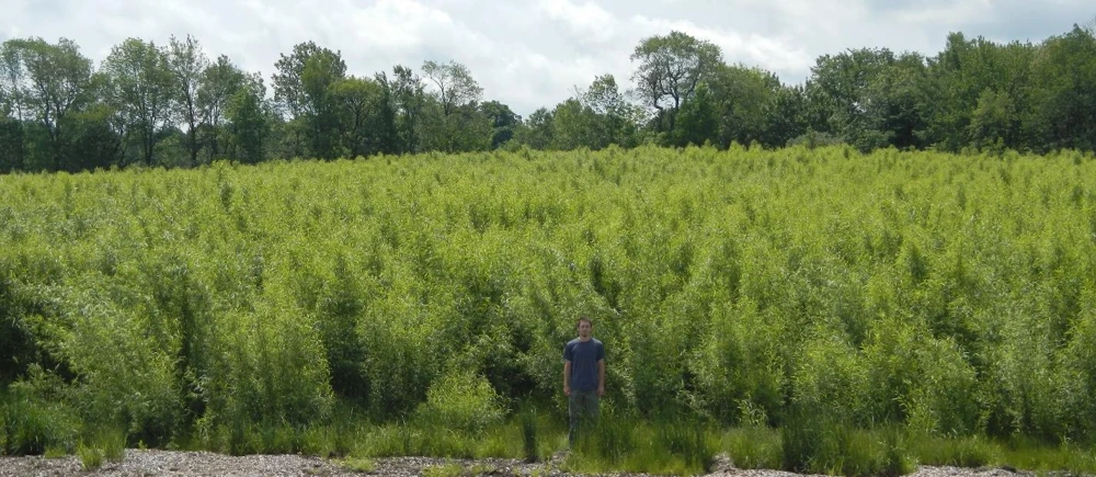 Willow biomass crop in the New York BCAP project region