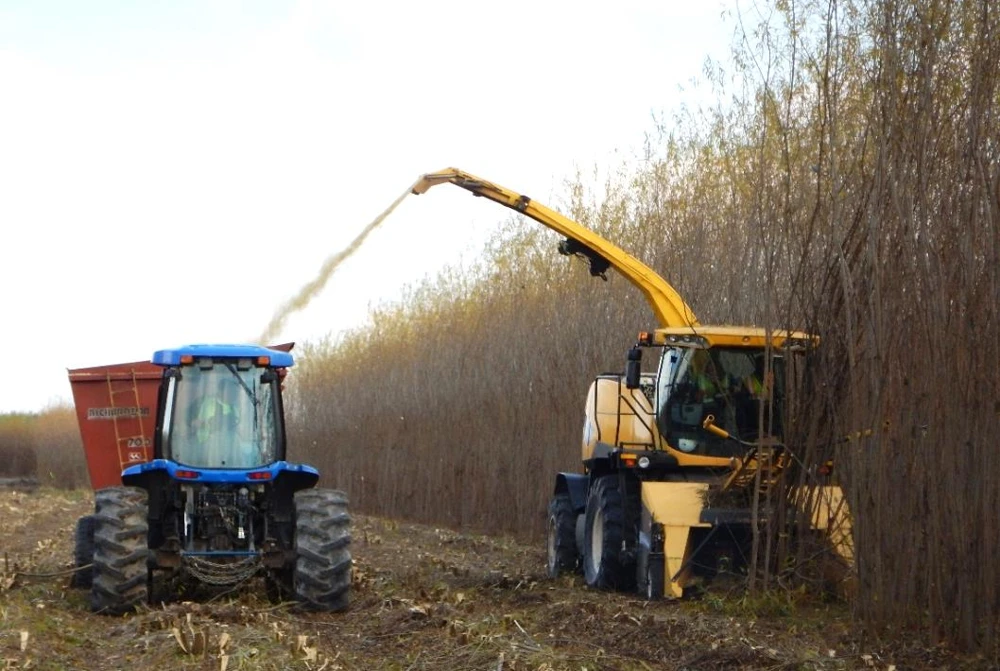 Harvesting a willow vegetative-cap site near Syracuse, November 2015