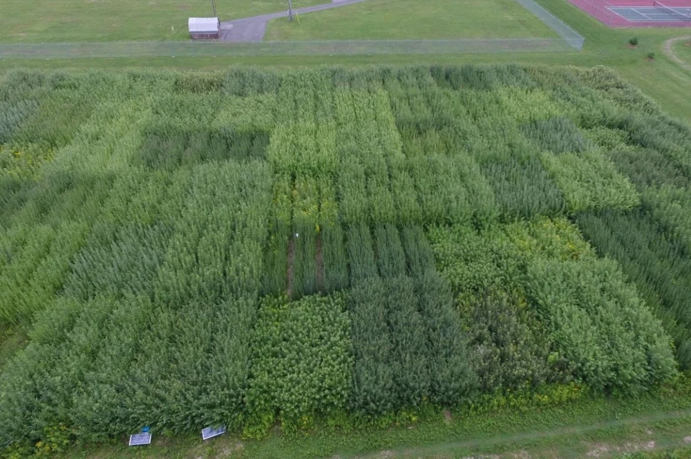 UAV image of an ESF willow cultivar yield trial, 2015