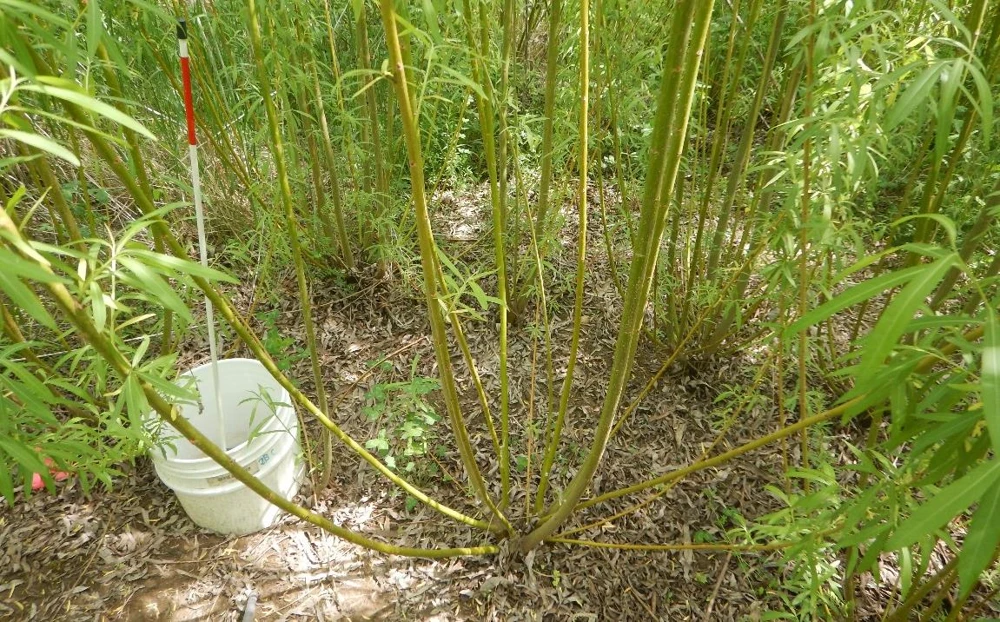 Water quality, water quantity and greenhouse gas study in commercial willow fields, 2015