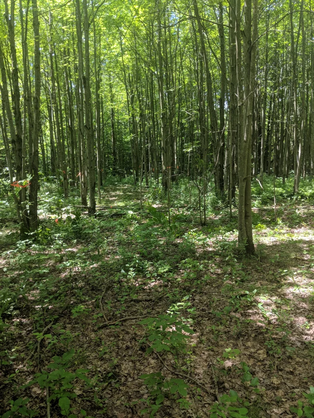 Hardwood forest from Justin's landscape photography