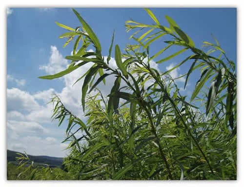 Willow foliage in an applied restoration context
