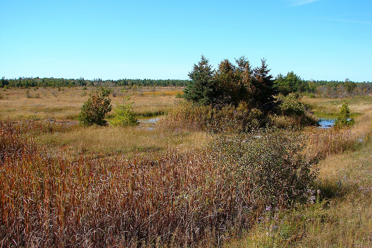 Grasses and low shrubs across the Burnt Lands alvar in Ontario