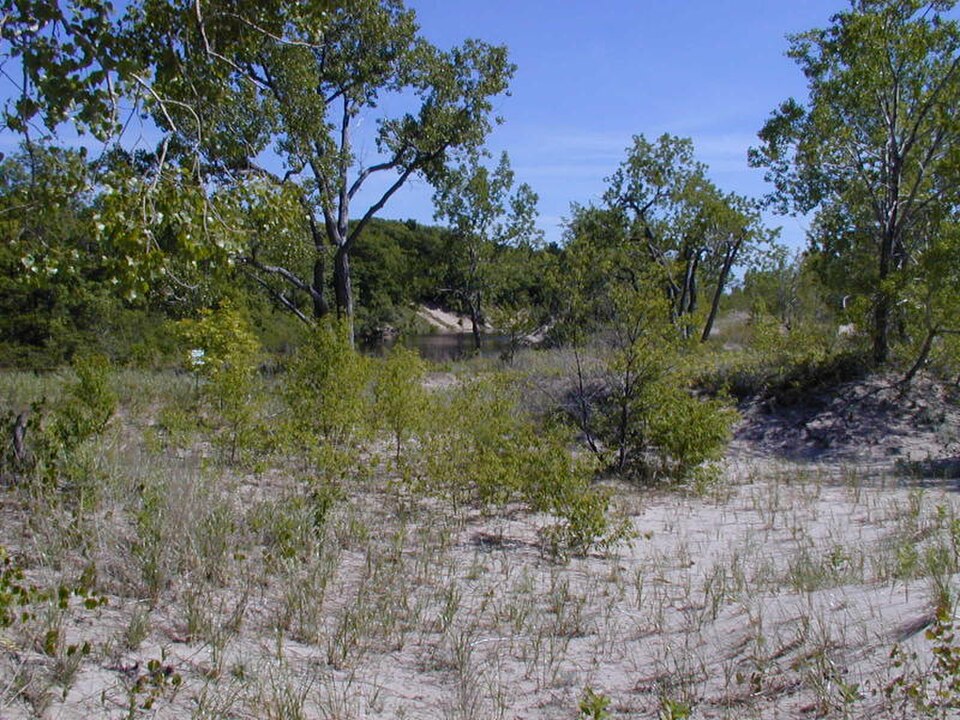 Dune grasses, shrubs and cottonwood trees at Deer Creek Marsh on eastern Lake Ontario