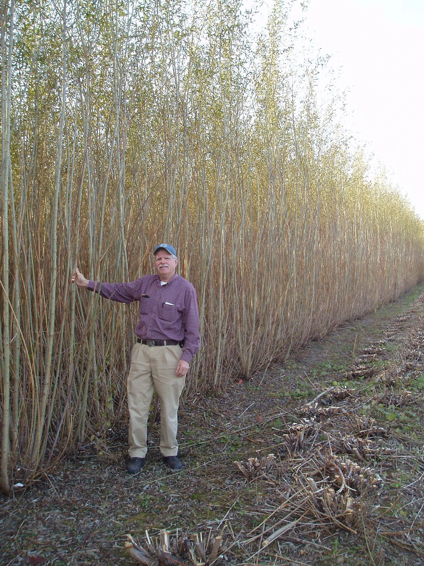 Person standing alongside tall shrub willow plantings