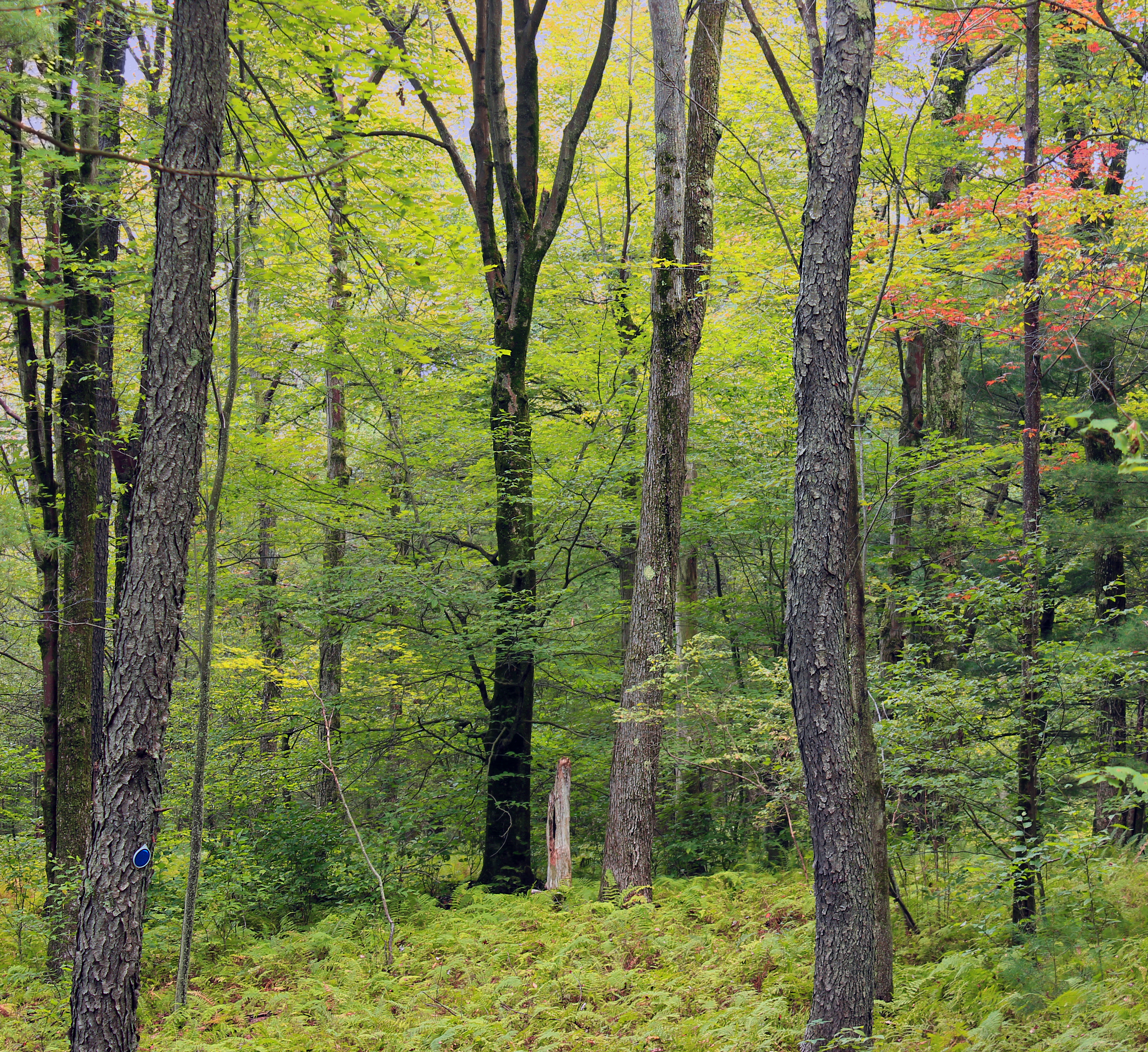 Northern hardwood forest at Austin T. Blakeslee Natural Area, Pennsylvania