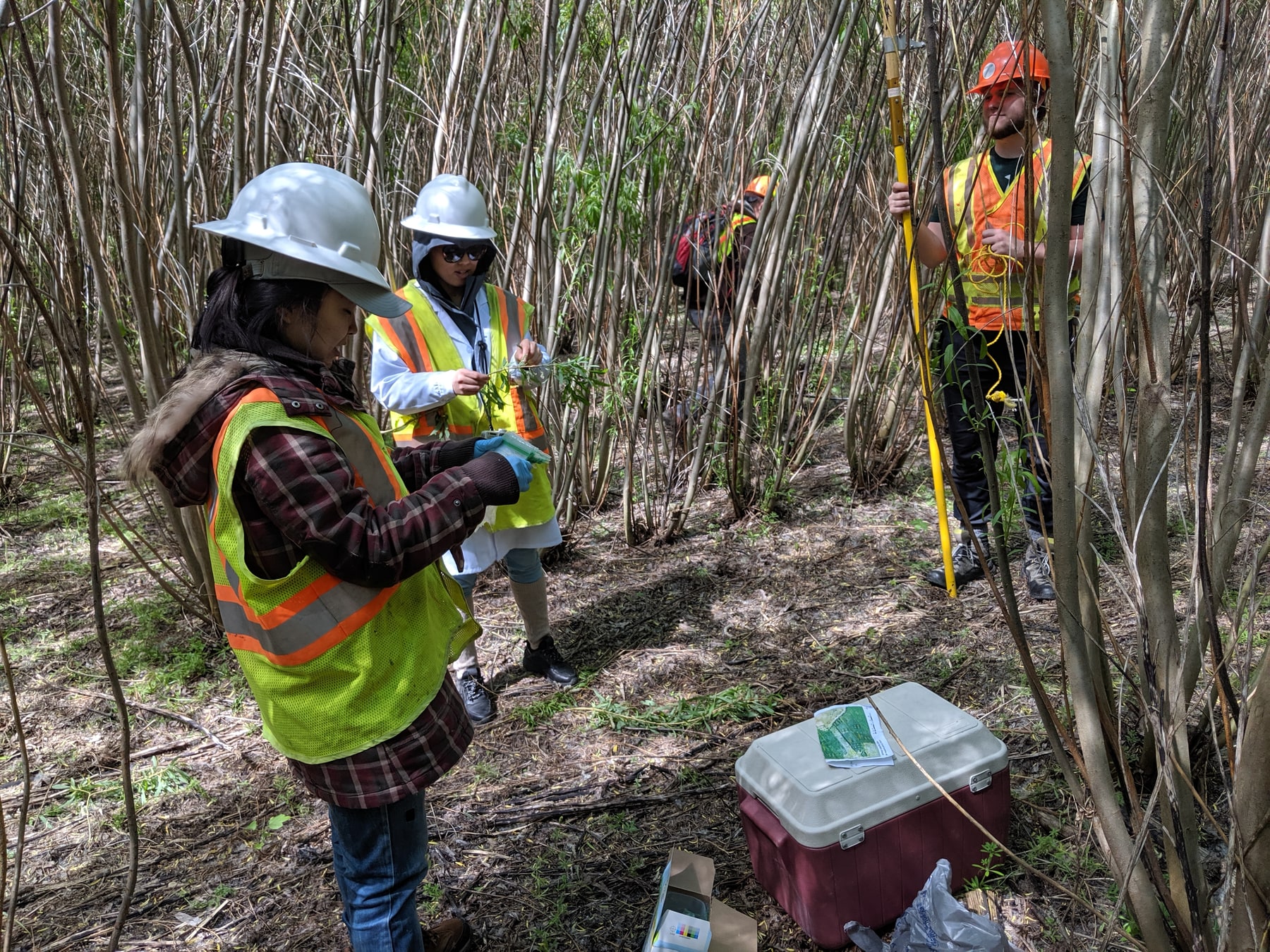 Four researchers in reflective safety vests and hard hats measuring willow stems and collecting field data