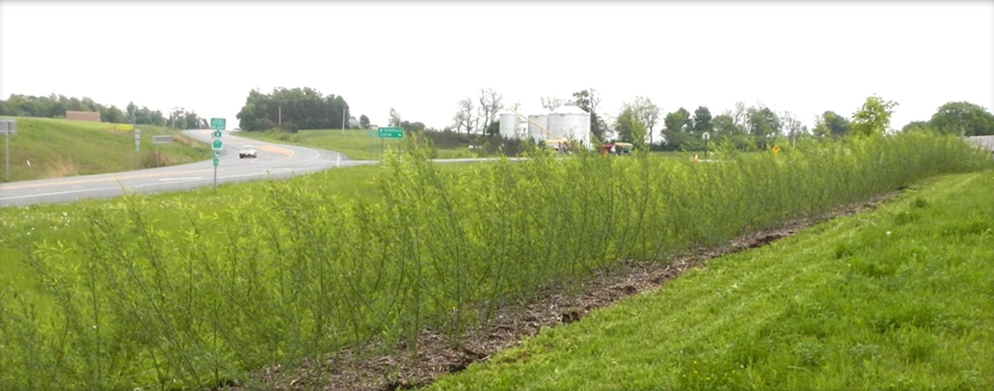 Leafy shrub willow living snow fence alongside a New York highway