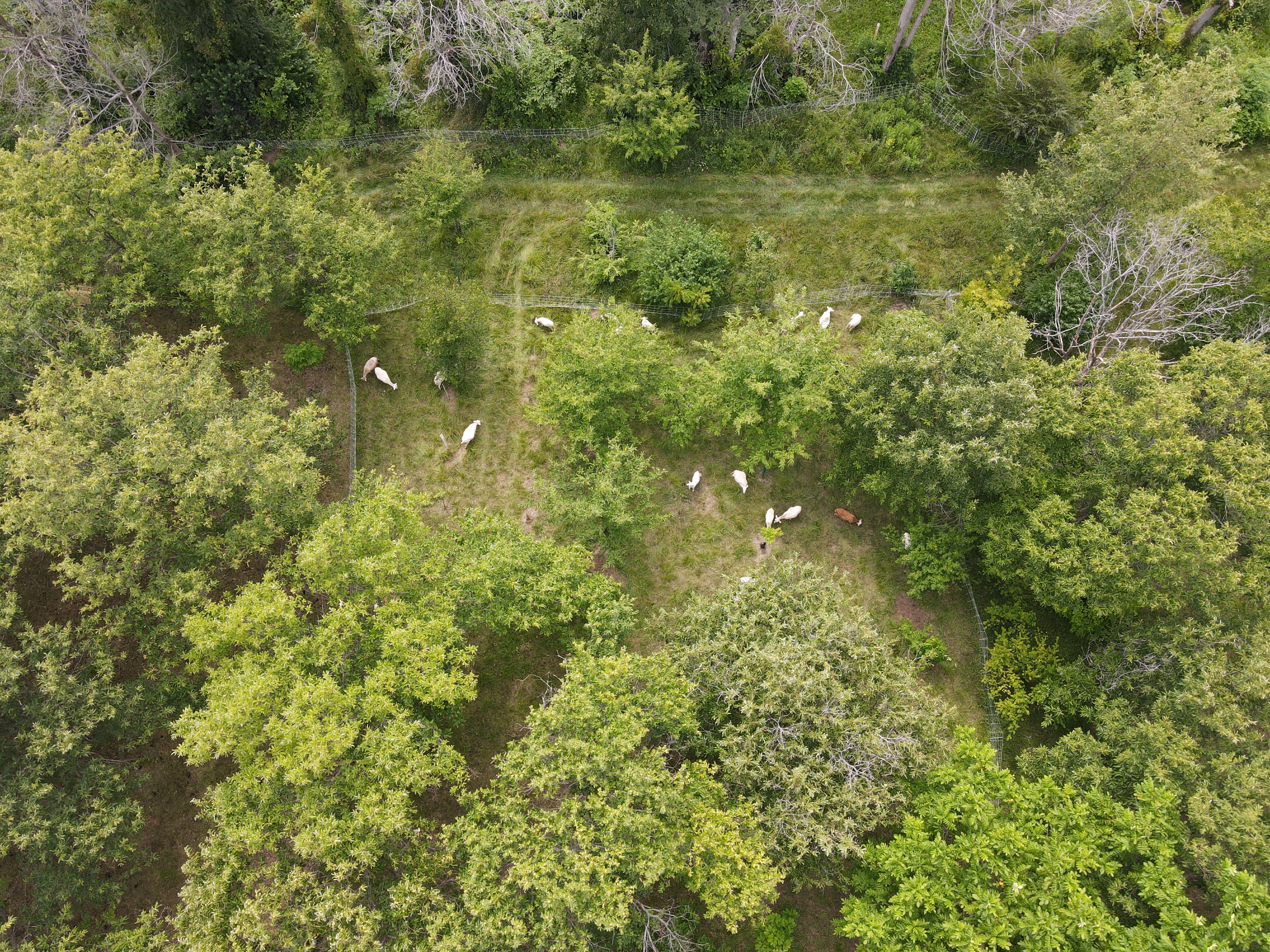 Aerial view of sheep grazing in tree-integrated silvopasture paddocks in Iowa