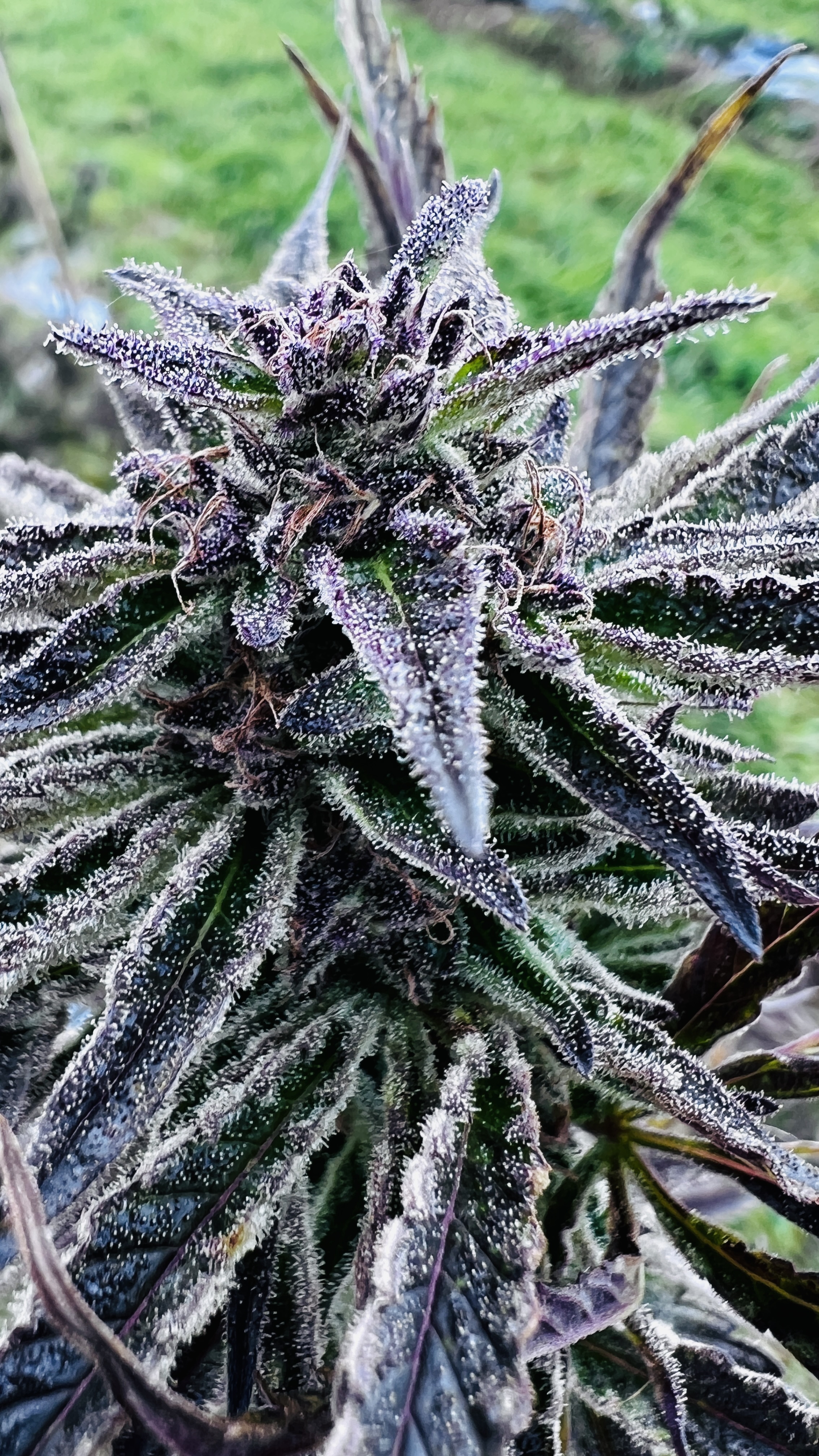 Outdoor flowering cannabis plant from the Lab Hollow Farms owner-supplied collection