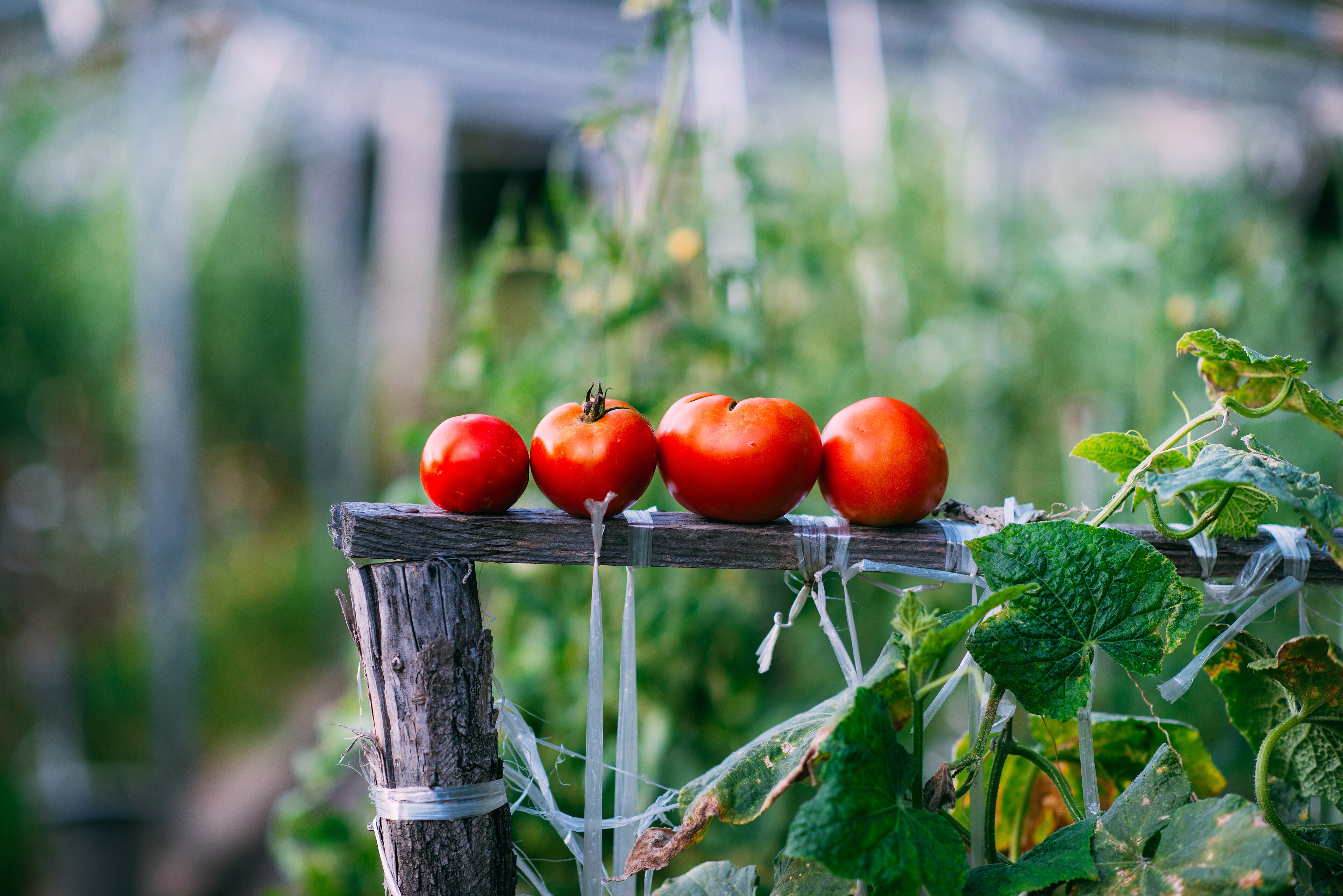 Fresh tomatoes and crop trellis inside a greenhouse