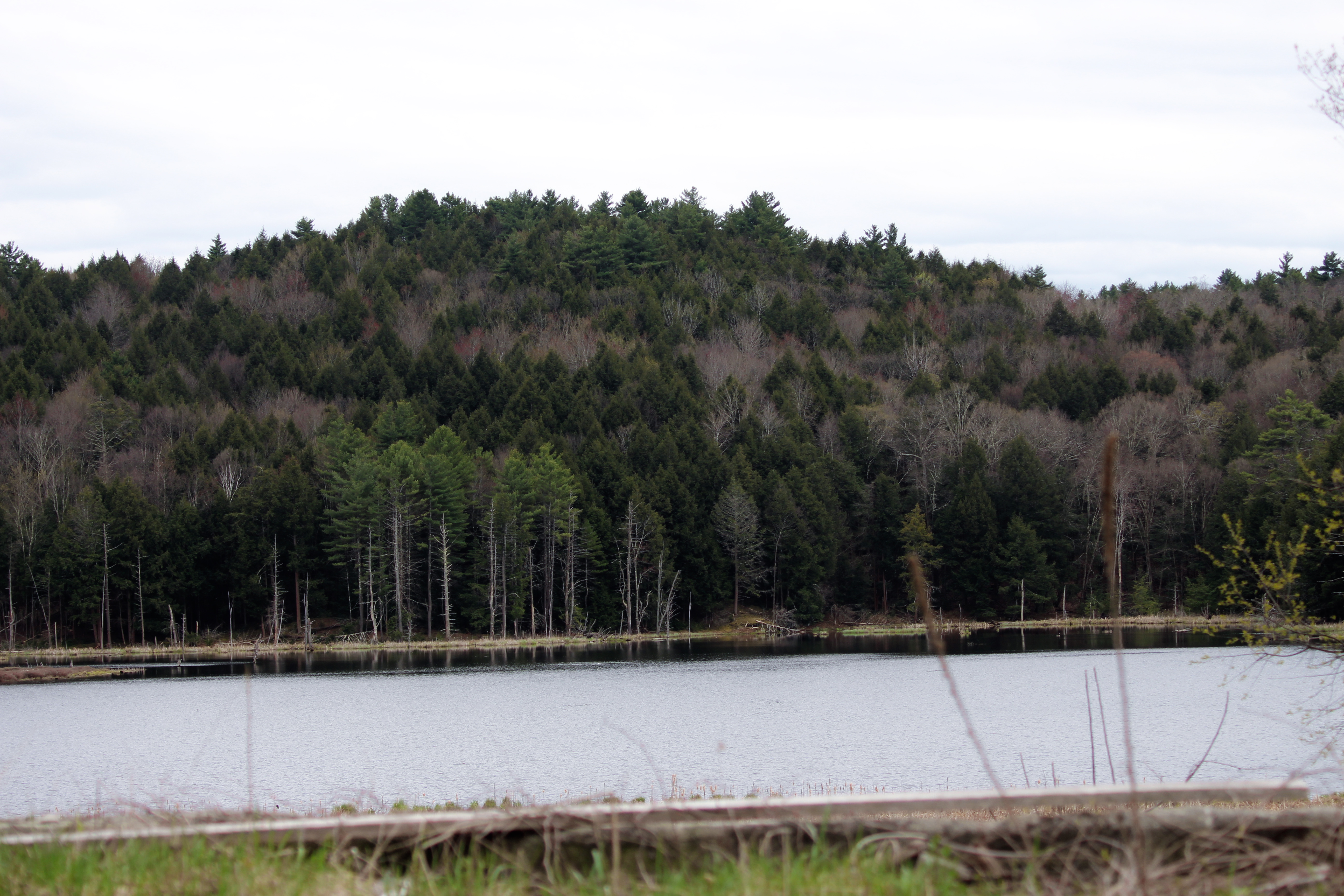 Wetland pond and forested hillside in Hampton, New York