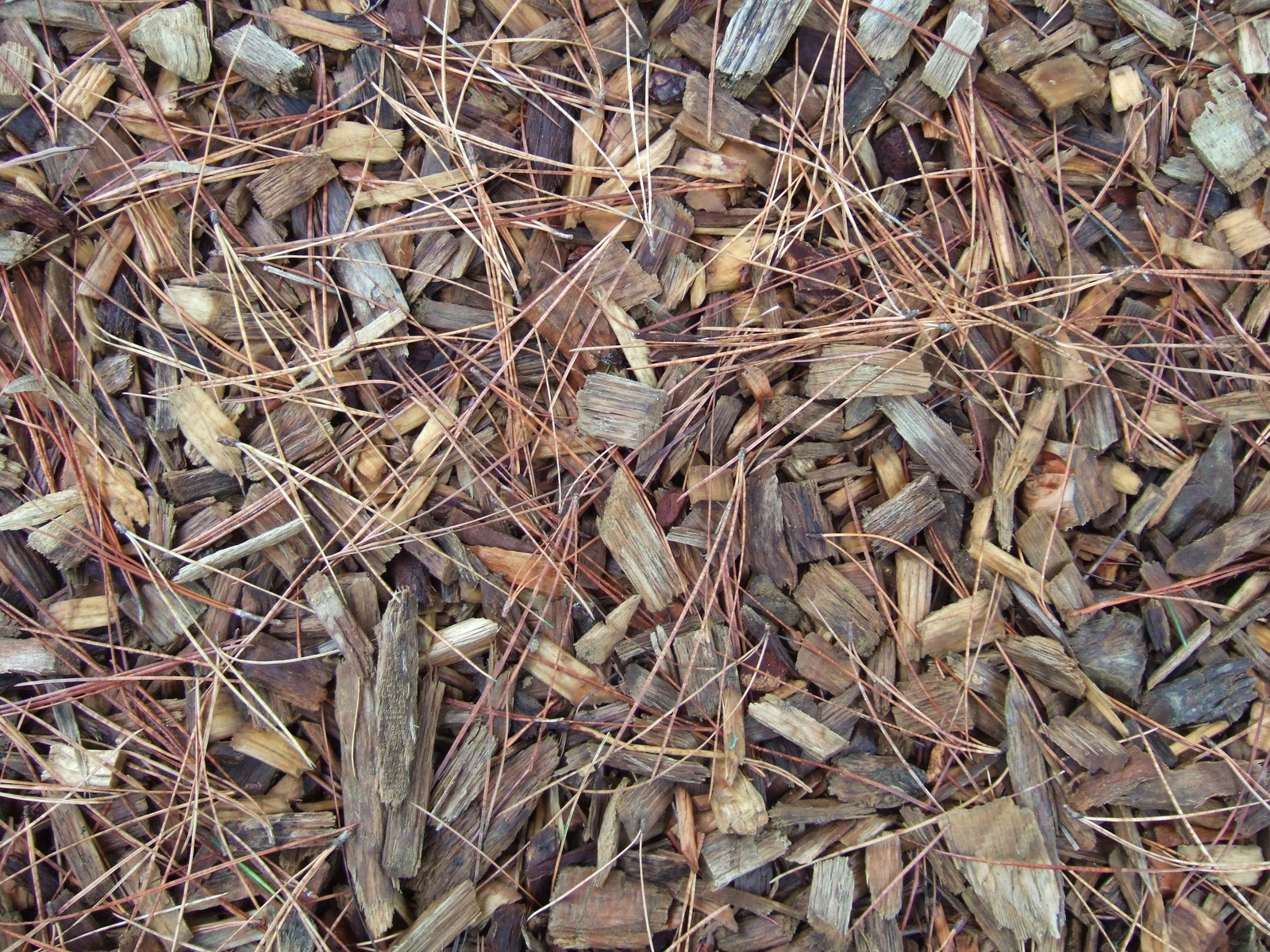 Illustrative mixed woodchip mulch covering soil, not verified willow material.