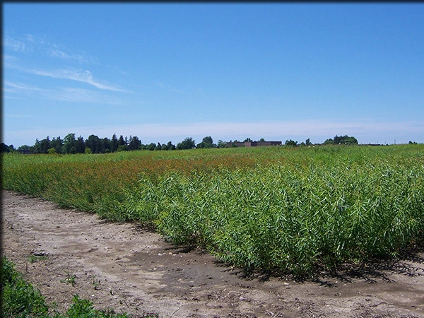 Green leafy shrub willow biomass field seen from outside the planting