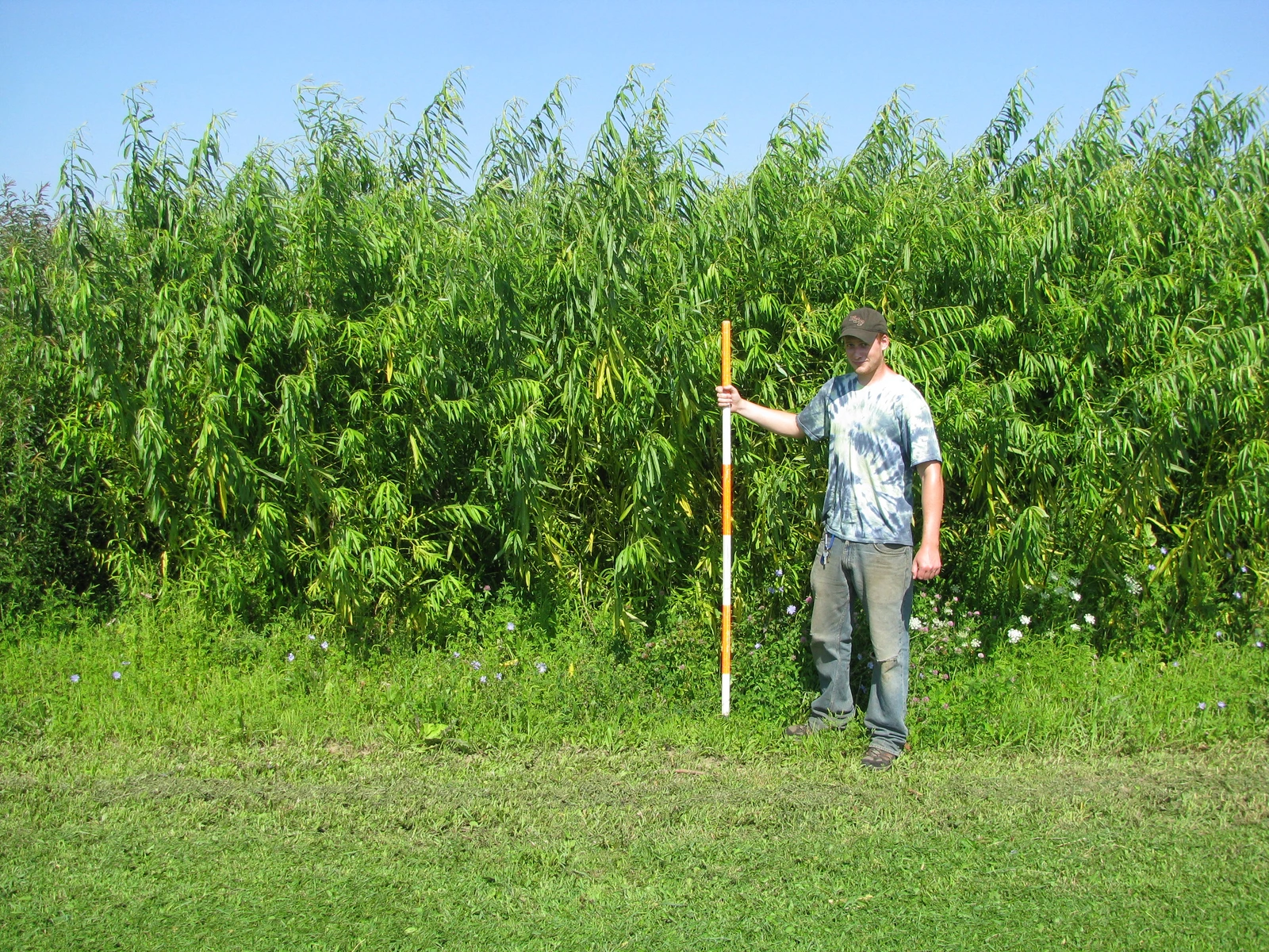 An exterior view across a leafy shrub-willow biomass plantation.