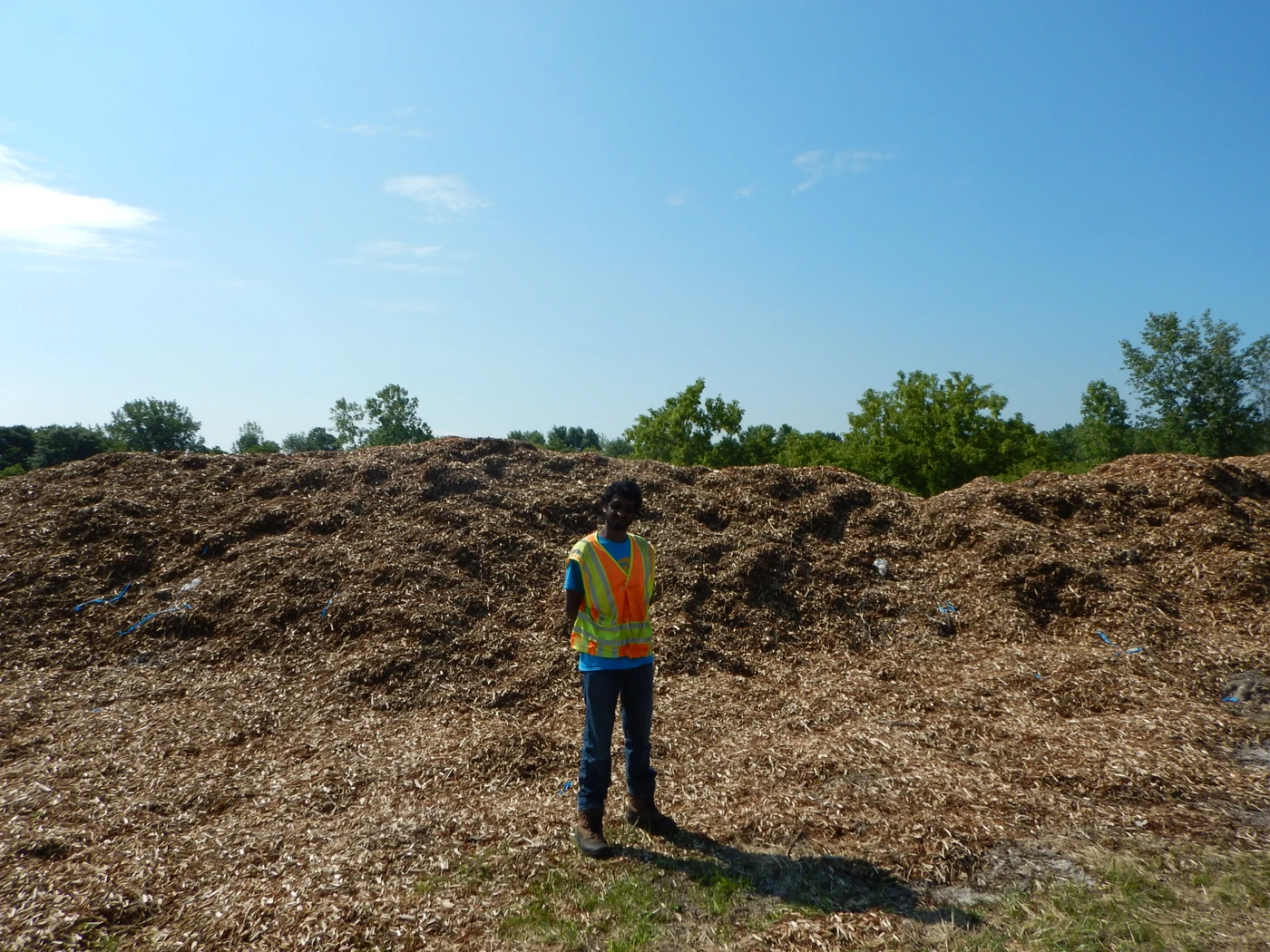 Willow wood chips as a feedstock material.