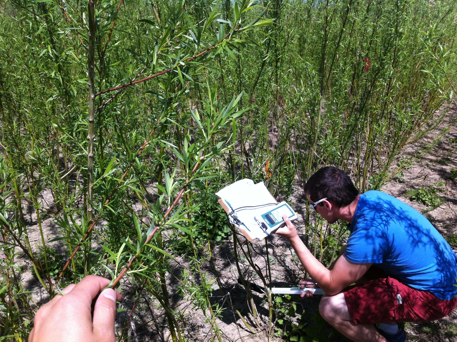 Field measurement of a shrub-willow crop.