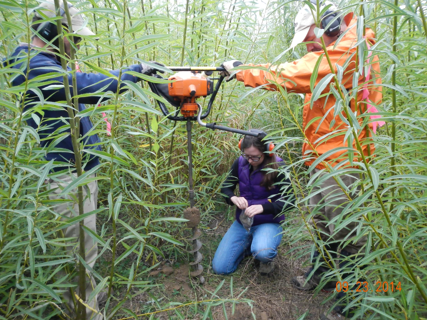 Willow crop observations and field research.