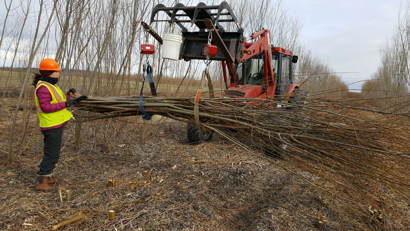 Willow biomass harvest and chip production.