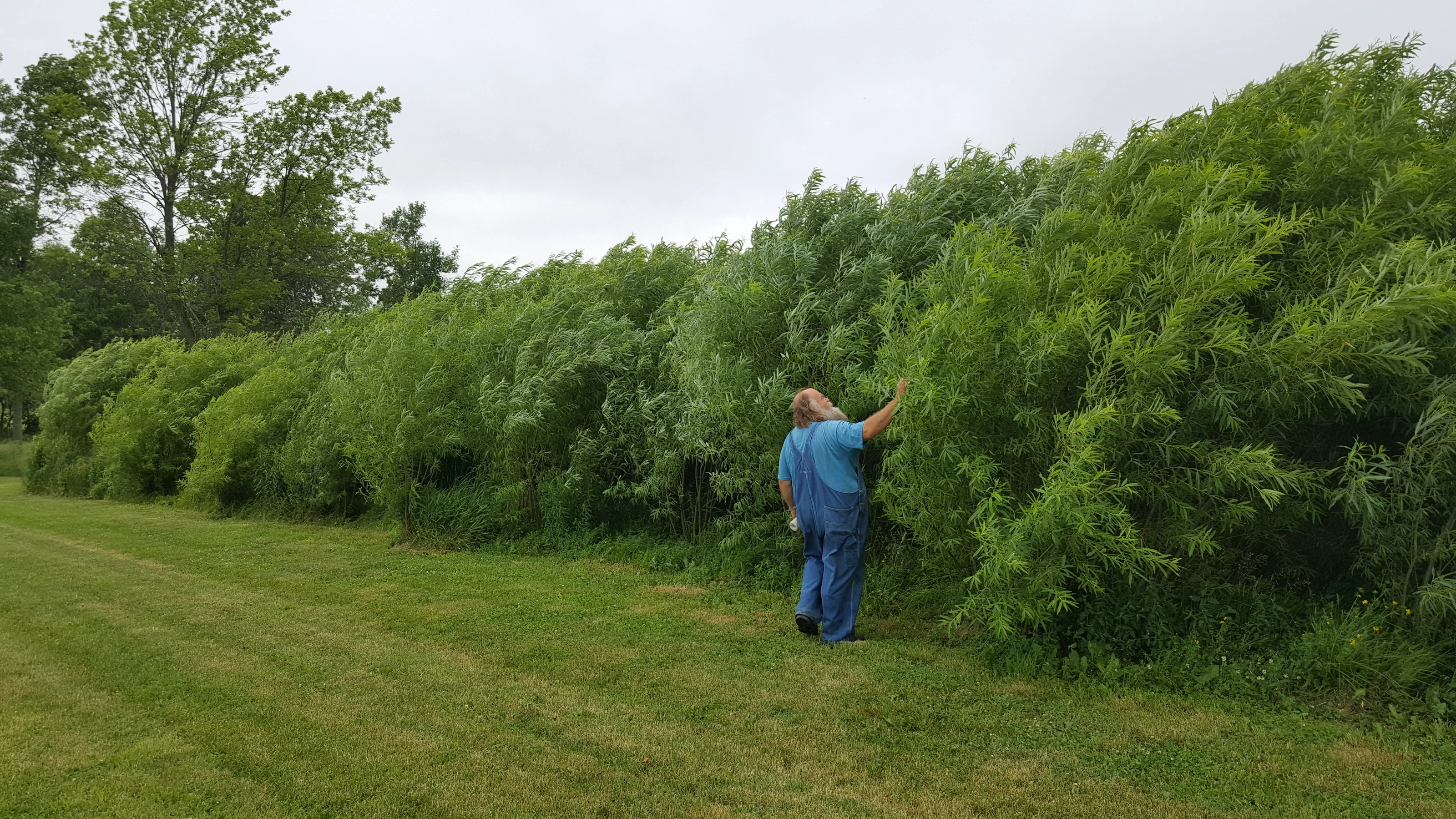 A full-resolution exterior view of a shrub-willow crop in a working landscape.