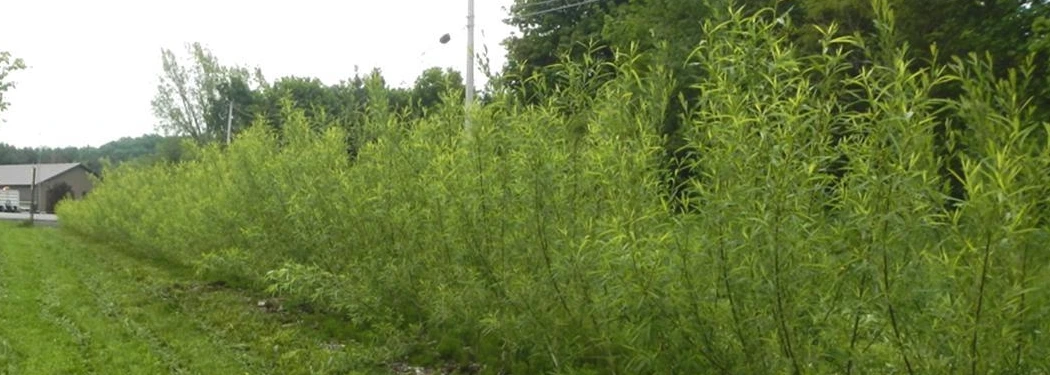 A planted shrub-willow living snow fence beside Route 12 in Paris, New York.
