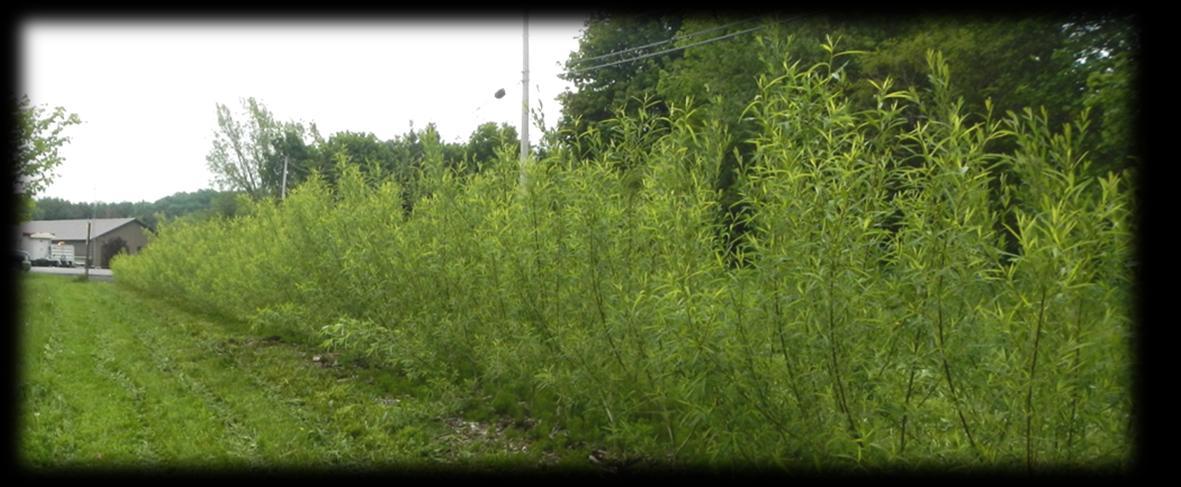 Willow living snow fence