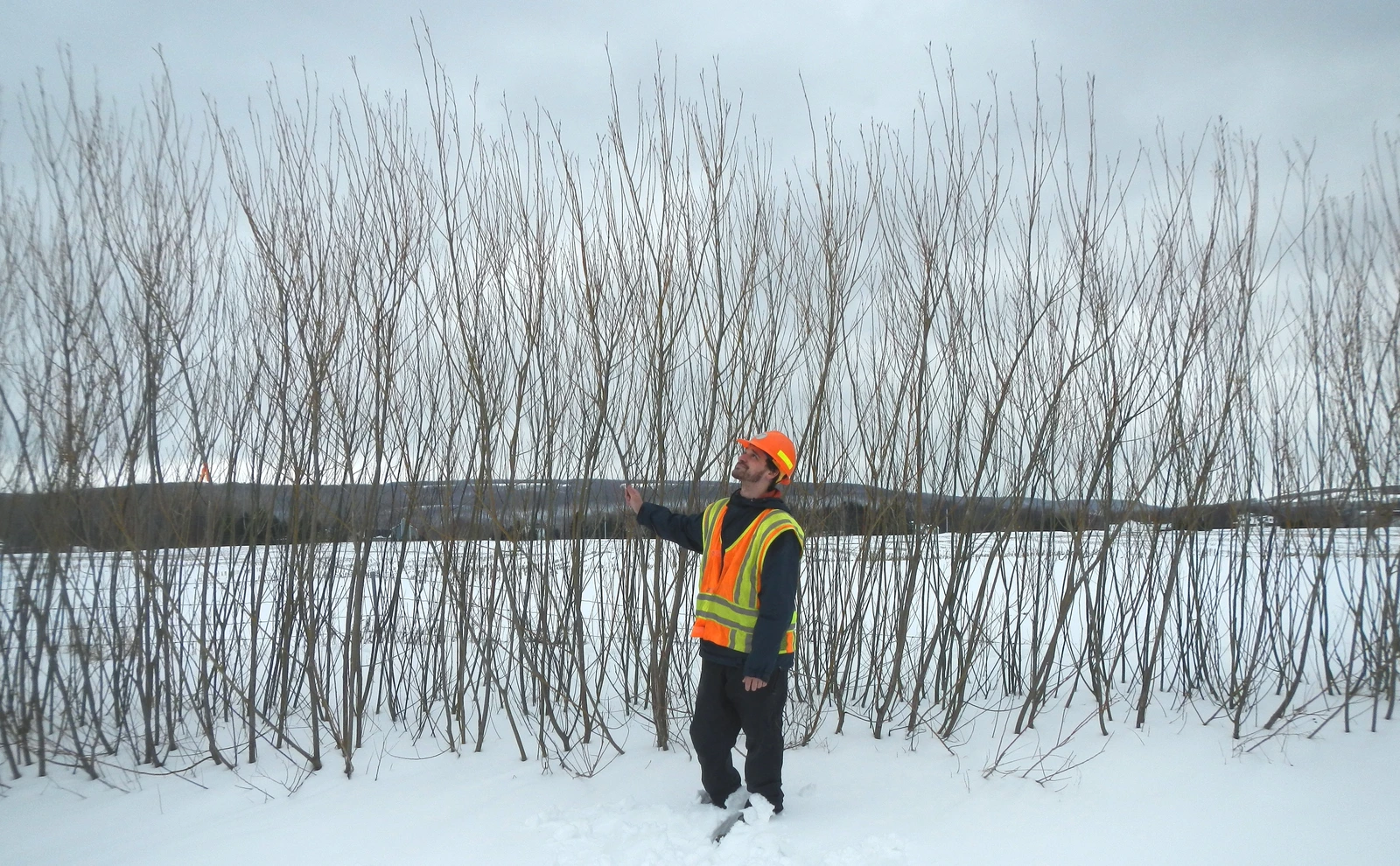 Living snow fence rows during winter field assessment.