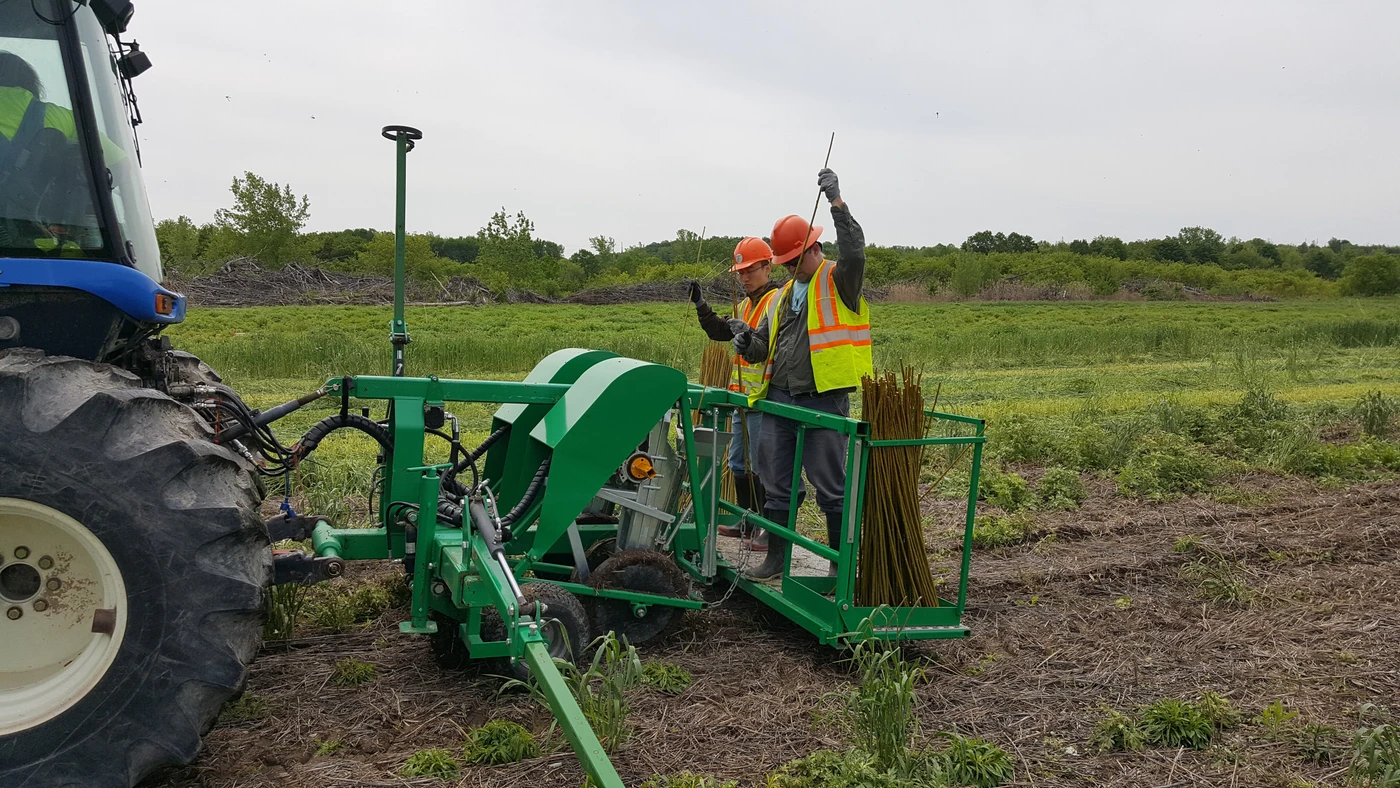 Willow crop establishment with a step planter.
