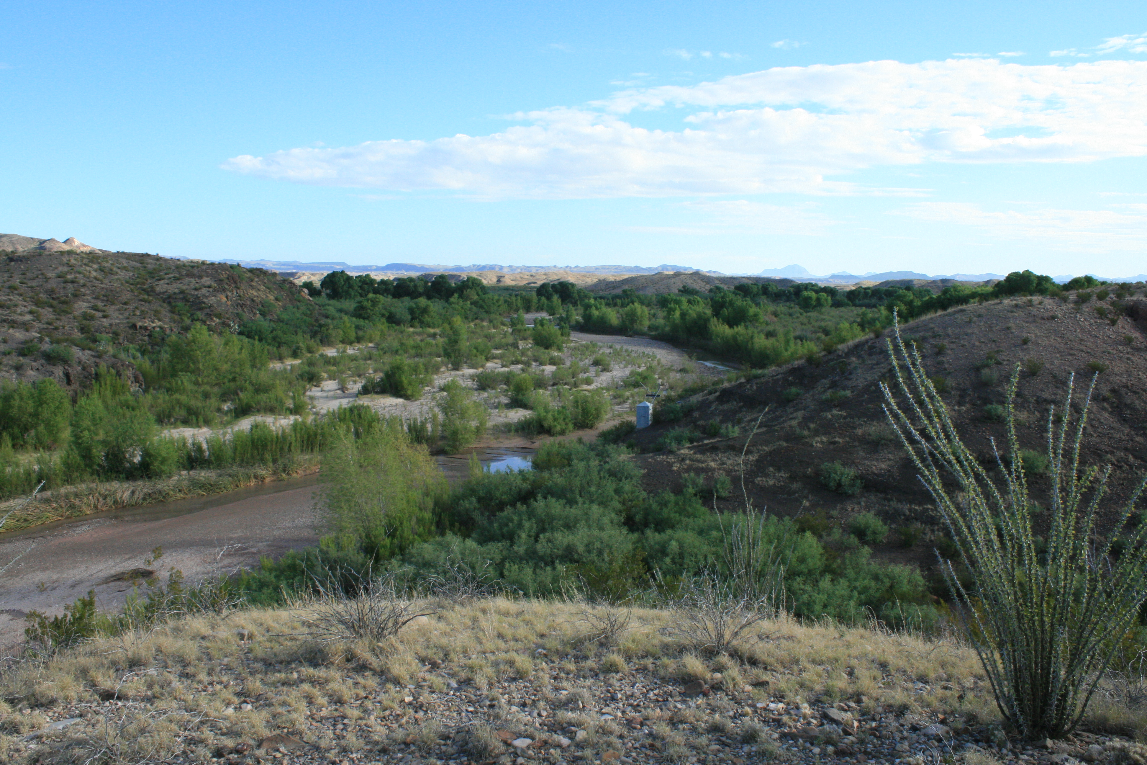 Established willow and cottonwood rooted in the restored banks of Terlingua Creek, Texas.